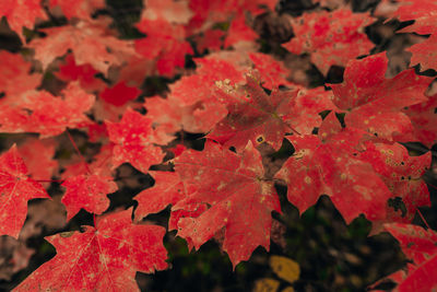 Close-up of red maple leaves