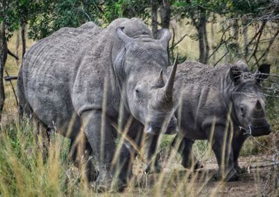 Rhinoceros in a farm