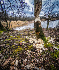 View of bare trees in forest