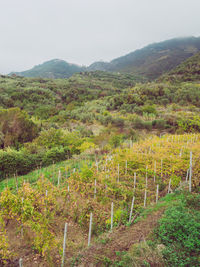 Scenic view of vineyard against sky