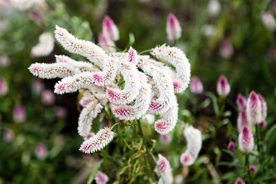 Close-up of pink flowers growing on plant