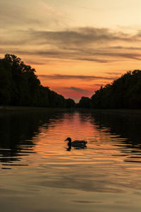 View of ducks swimming in lake during sunset