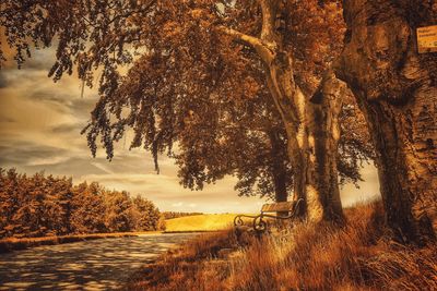 Trees on field at sunset