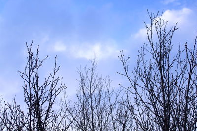 Low angle view of bare trees against sky