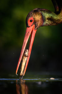 Close-up of a bird