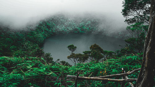 Plants and trees in foggy weather