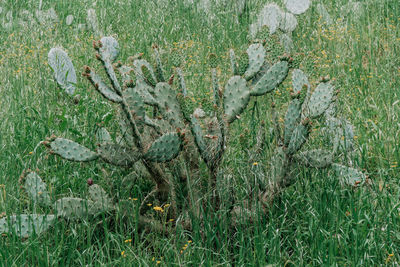 High angle view of flowering plants on field