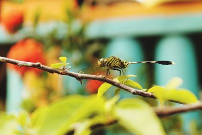 Close-up of butterfly on leaf