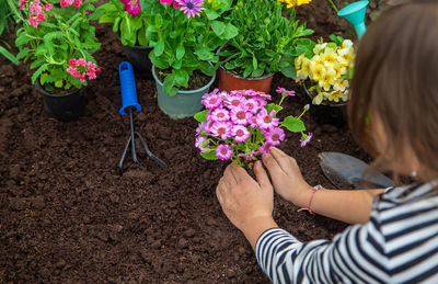 High angle view of girl picking flowers