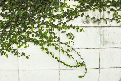 Close-up of ivy growing on wall
