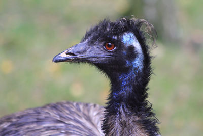 Close-up of a bird looking away