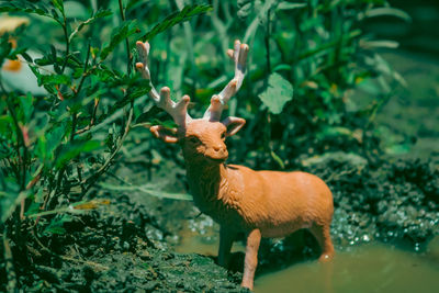 animal