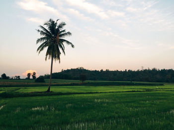 Palm trees on field against sky at sunset