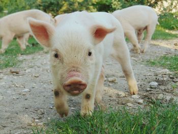 Portrait of piglet while walking of field