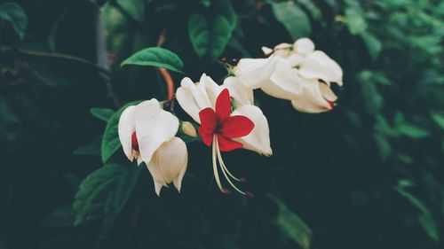 Close-up of white flowering plant