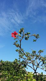 Low angle view of flowering plant against blue sky