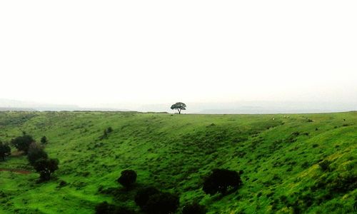 Scenic view of grassy field