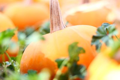 Close-up of pumpkin flower