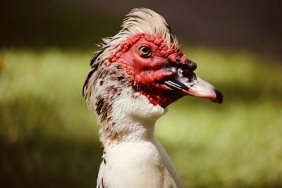 Close-up of a bird