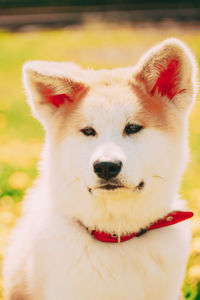 Close-up portrait of white dog on field