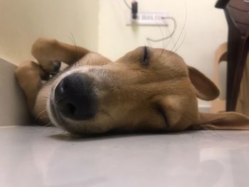 Close-up of a dog sleeping at home