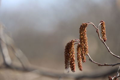 Close-up of dried plant