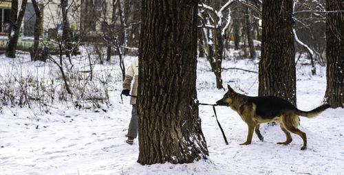 Dog on snow covered trees during winter