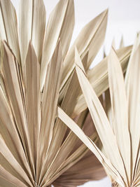 Beige dry palm leafs background