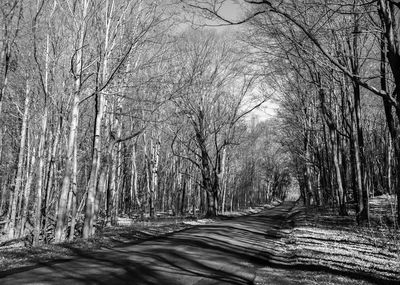 Road along trees