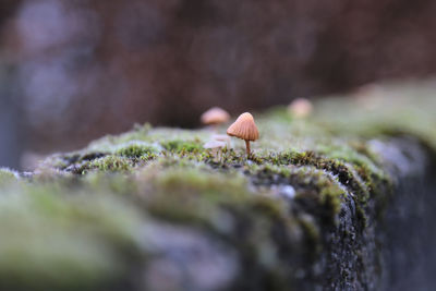 Close-up of mushroom growing on rock