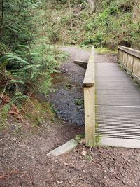 Empty footpath amidst trees in forest