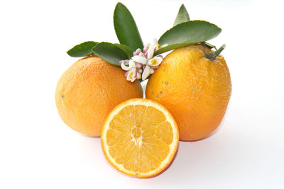 Close-up of orange fruit against white background