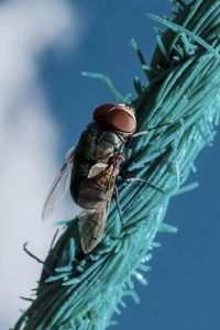 Close-up of fly on leaf