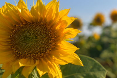 Close-up of sunflower