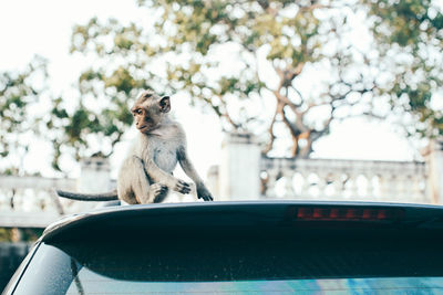 Monkey sitting on car roof