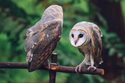 Close-up of owl perching on rusty metal