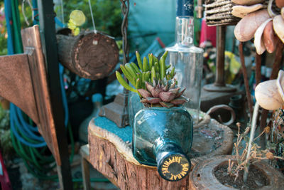 Close-up of potted plant