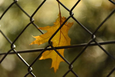 Close-up of maple leaves seen through chainlink fence