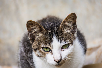 Close-up portrait of cat on footpath 