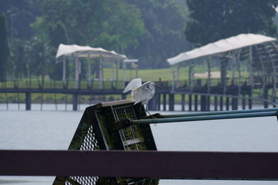 Seagull perching on railing