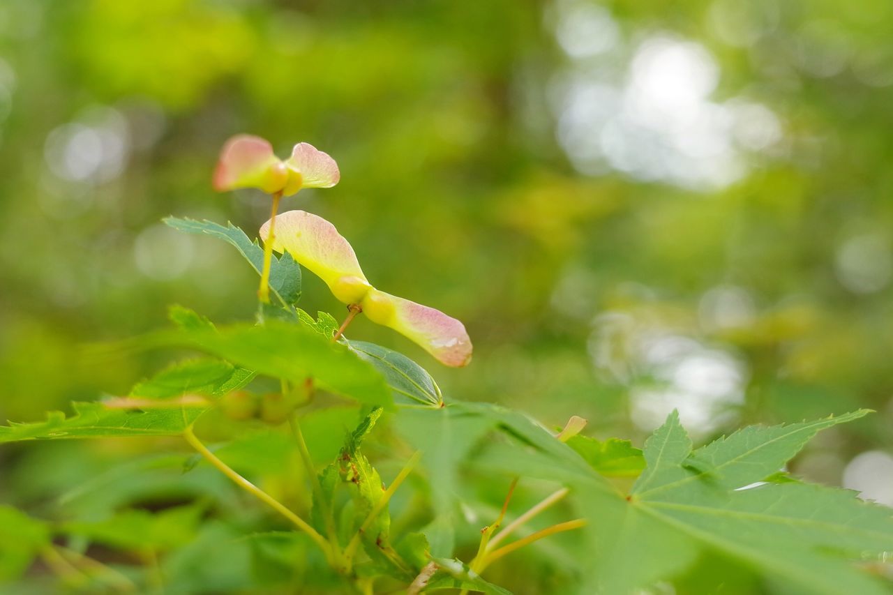 もみじの種