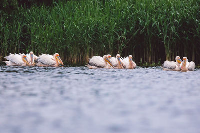 Flock of birds in a farm