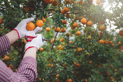 Low angle view of orange berries on tree