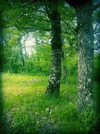 Trees in forest