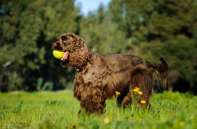 Close-up of a dog on field