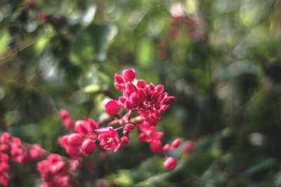 Close-up of pink flowering plant