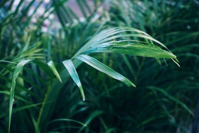 Close-up of fresh green plant