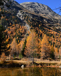 Golden larches in the mountains 