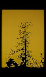 Bare trees at sunset