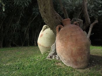 Close-up of bird on tree trunk